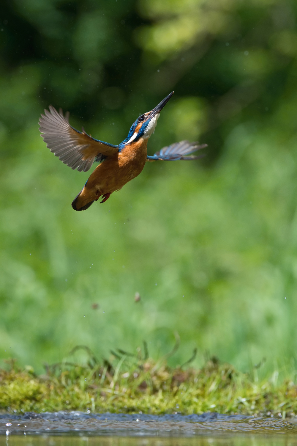 ledňáček říční (Alcedo atthis) Common kingfisher