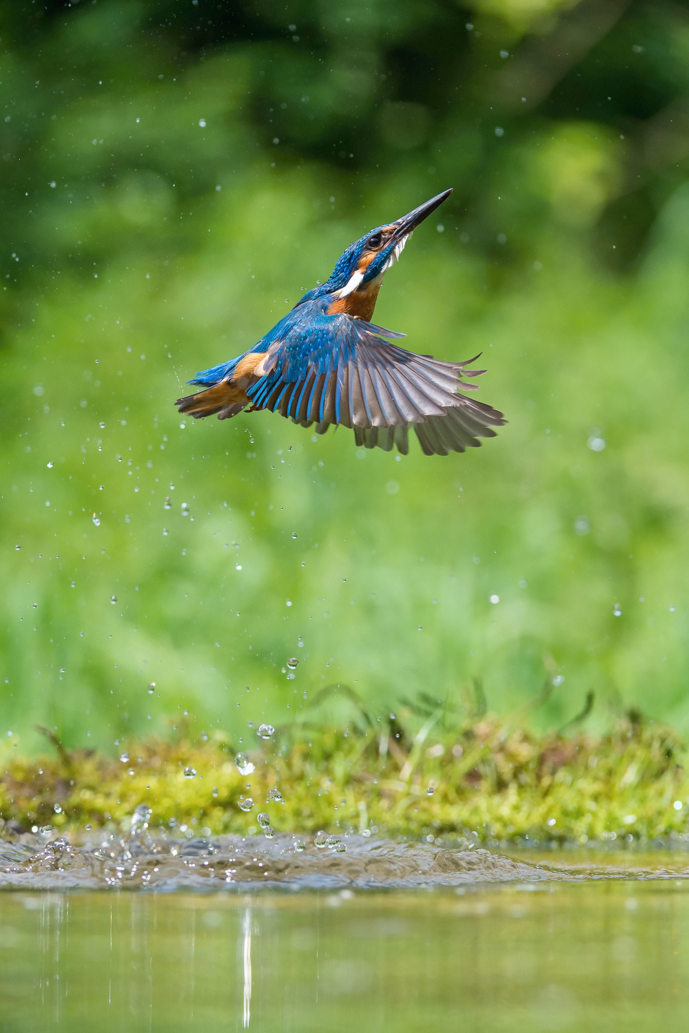 ledňáček říční (Alcedo atthis) Common kingfisher