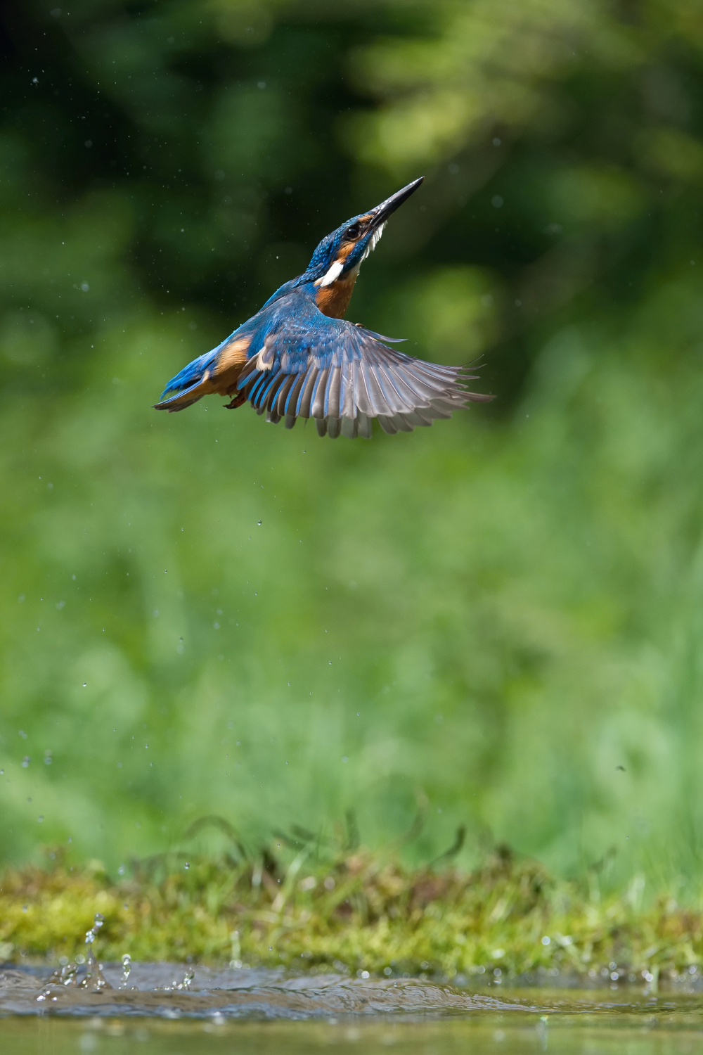 ledňáček říční (Alcedo atthis) Common kingfisher