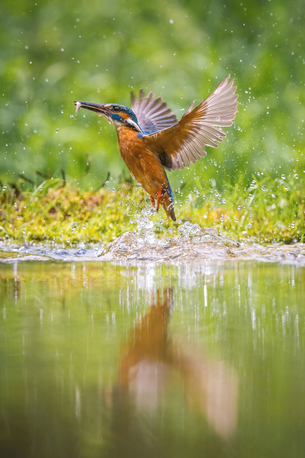 ledňáček říční (Alcedo atthis) Common kingfisher