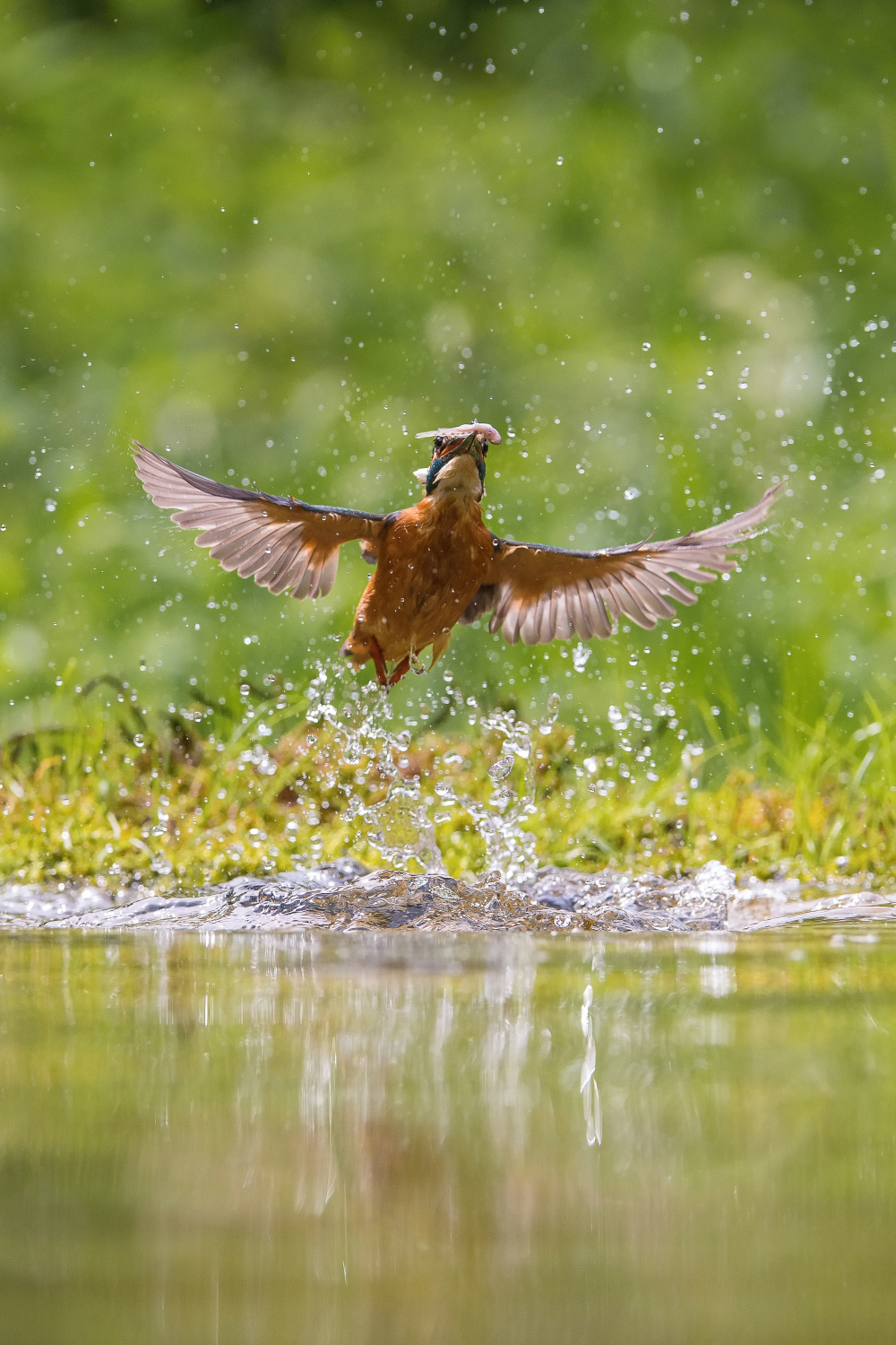 ledňáček říční (Alcedo atthis) Common kingfisher