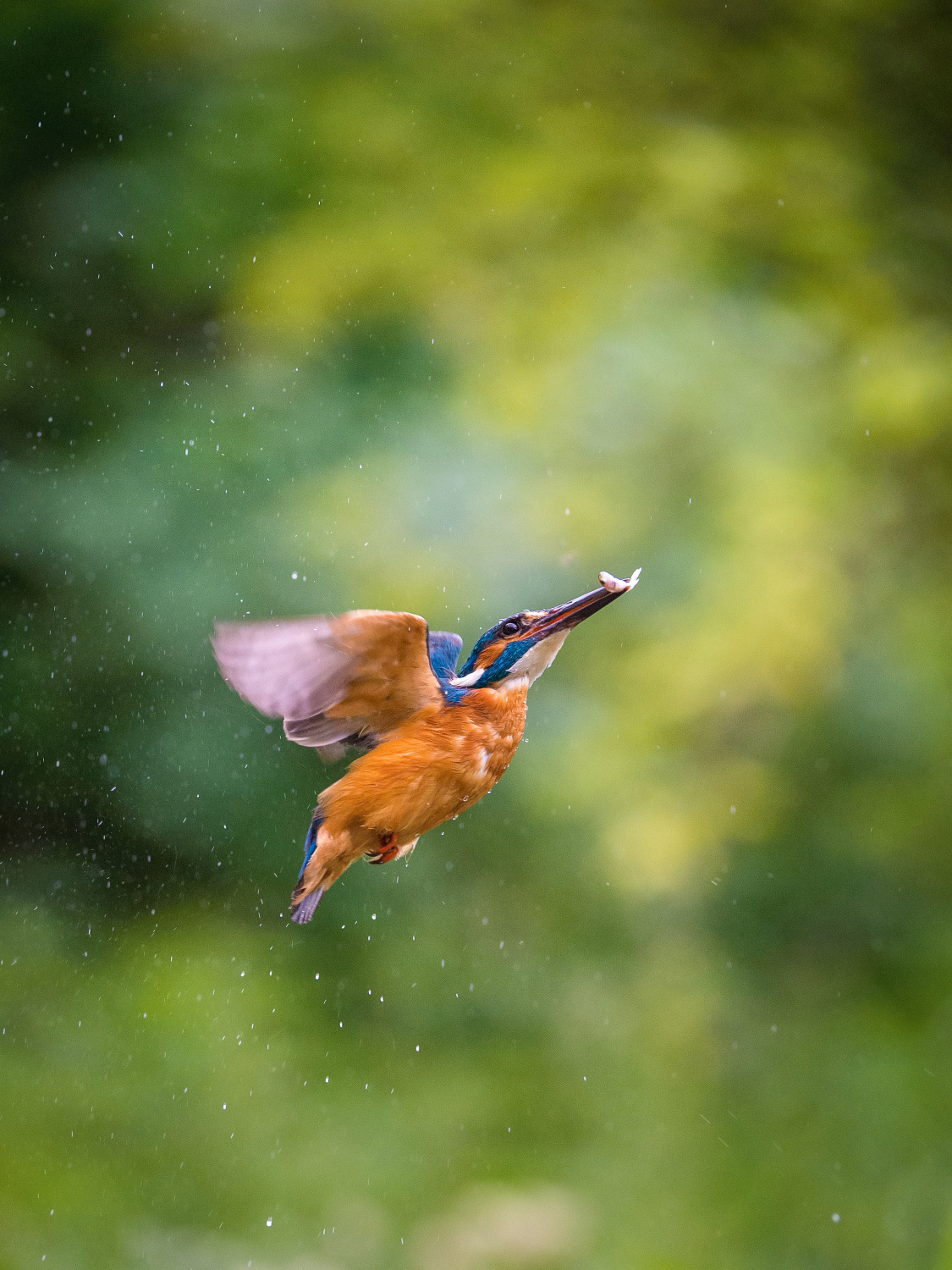 ledňáček říční (Alcedo atthis) Common kingfisher