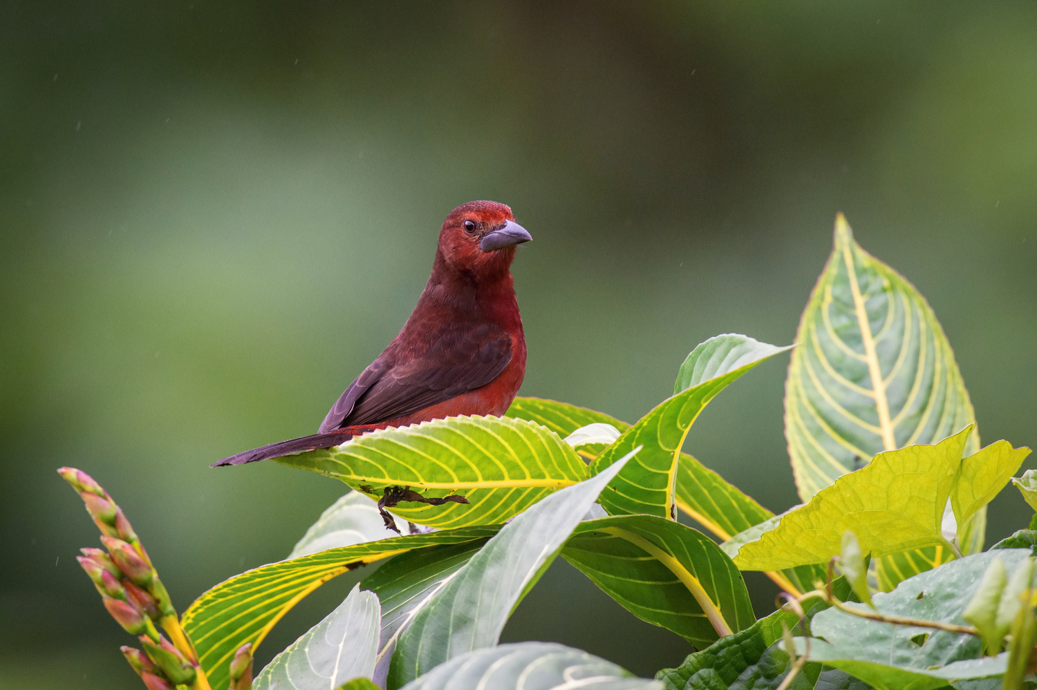 tangara sametová (Ramphocelus carbo) Silver-beaked tanager