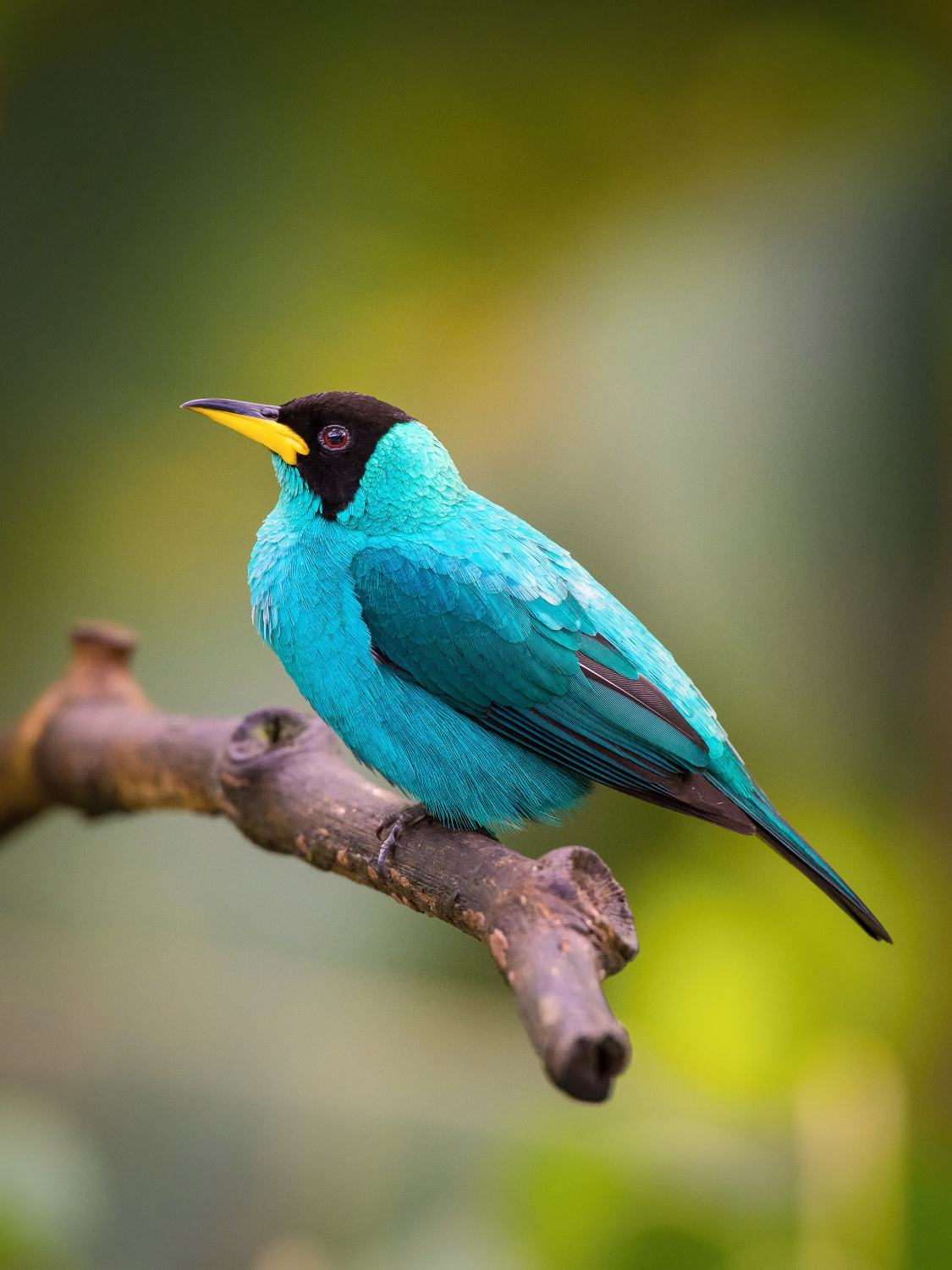 květomil černohlavý (Chlorophanes spiza) Green honeycreeper