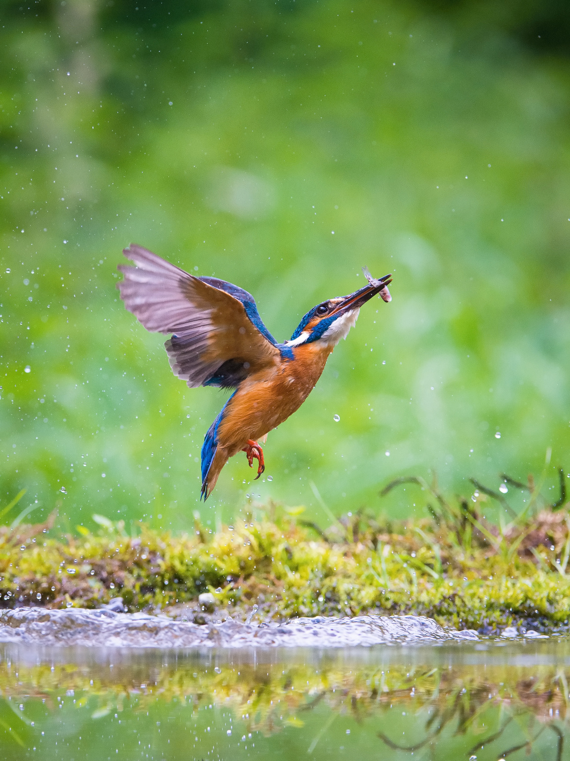 ledňáček říční (Alcedo atthis) Common kingfisher