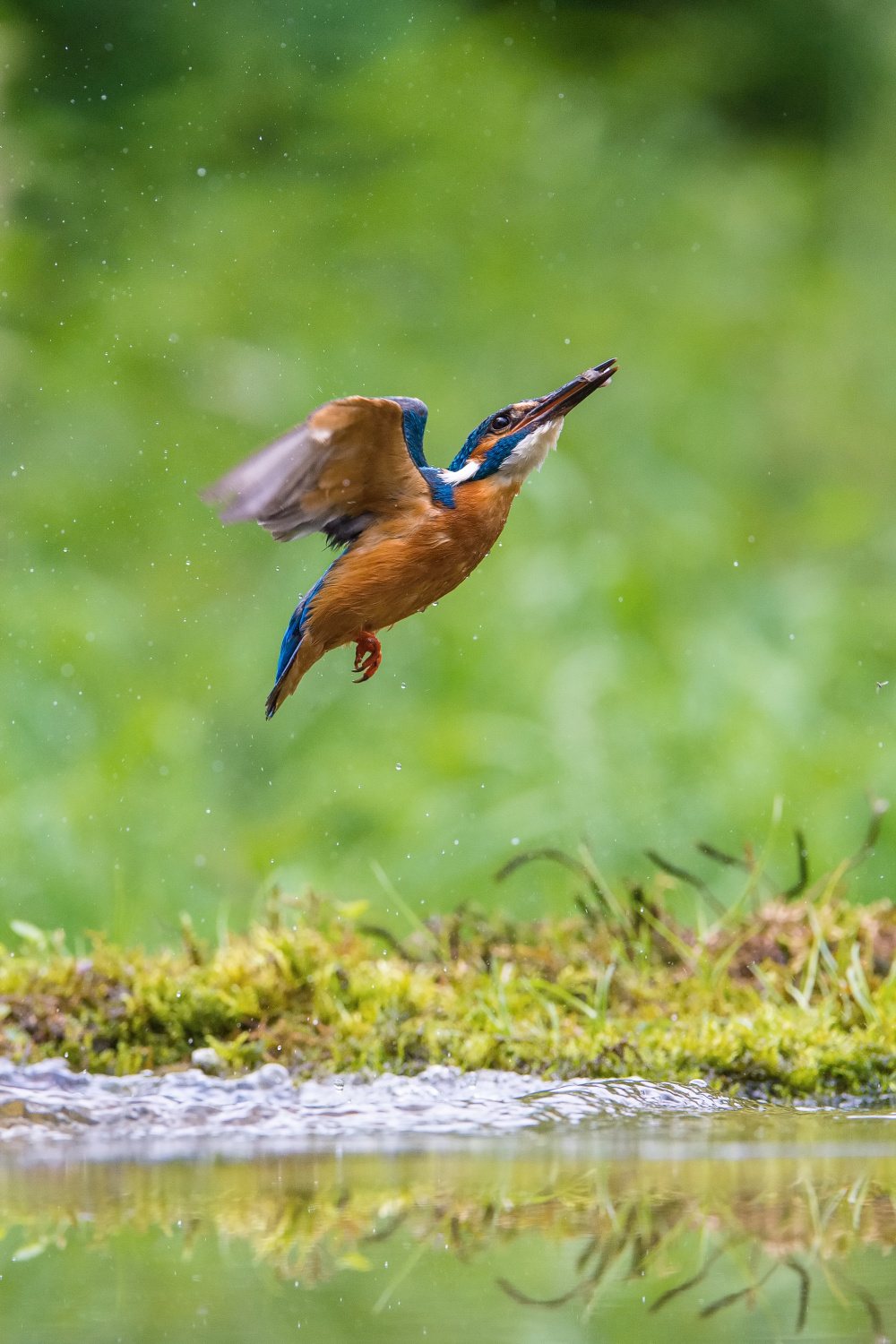 ledňáček říční (Alcedo atthis) Common kingfisher