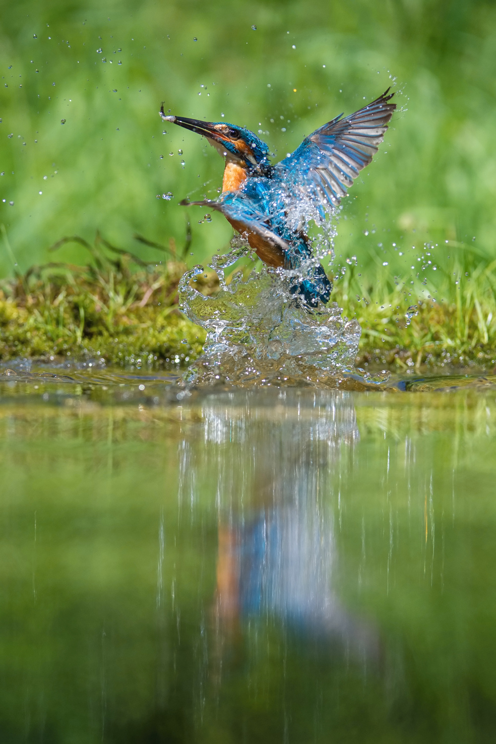 ledňáček říční (Alcedo atthis) Common kingfisher