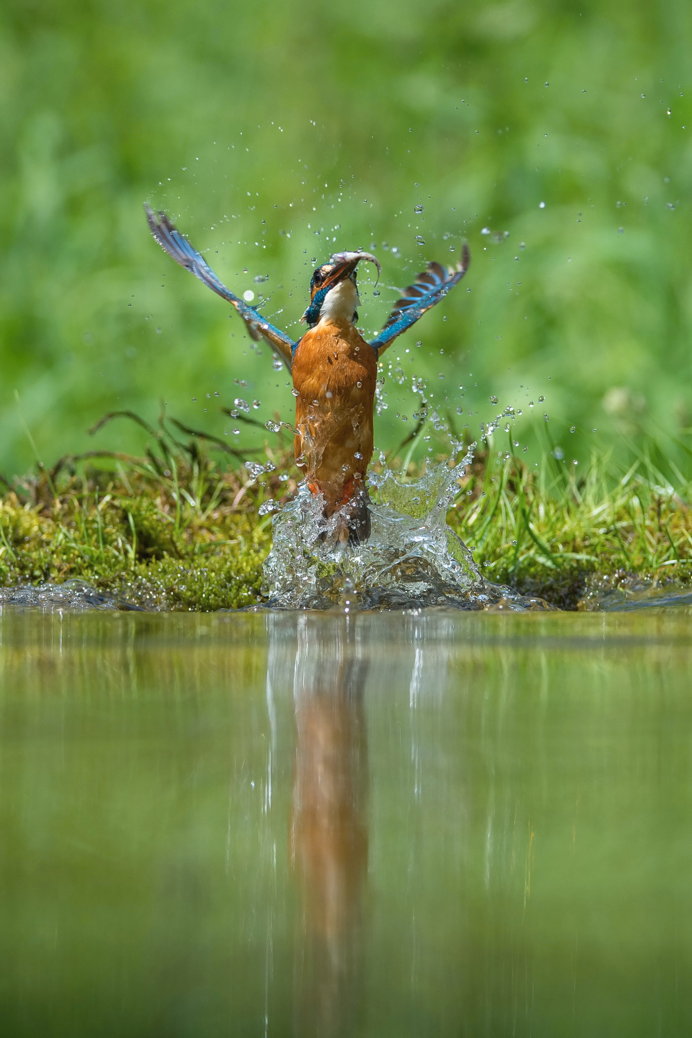 ledňáček říční (Alcedo atthis) Common kingfisher