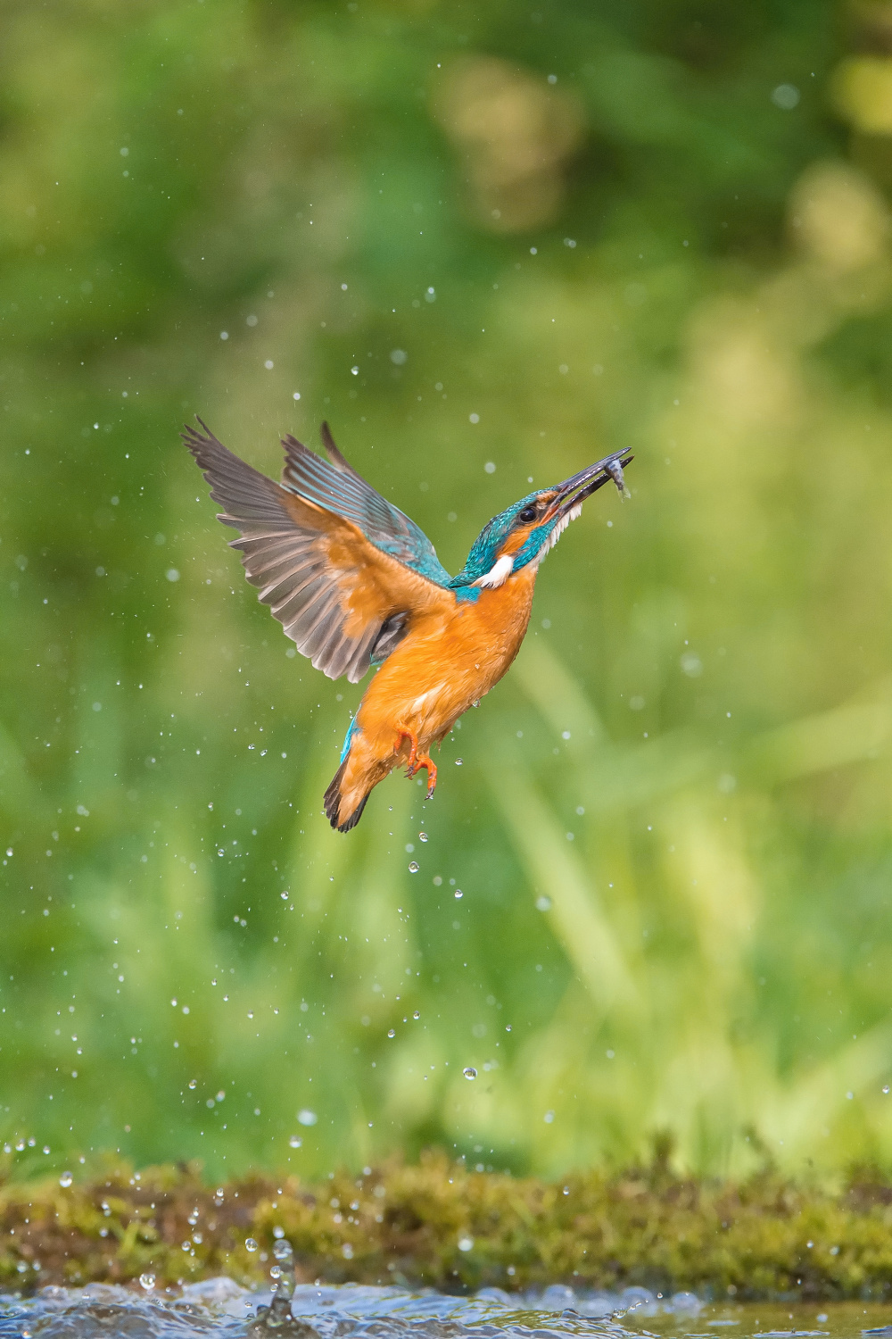 ledňáček říční (Alcedo atthis) Common kingfisher