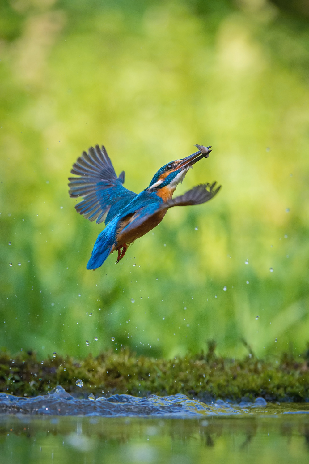 ledňáček říční (Alcedo atthis) Common kingfisher