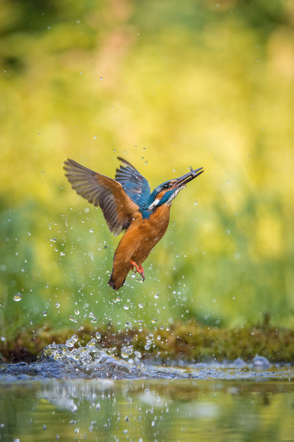 ledňáček říční (Alcedo atthis) Common kingfisher