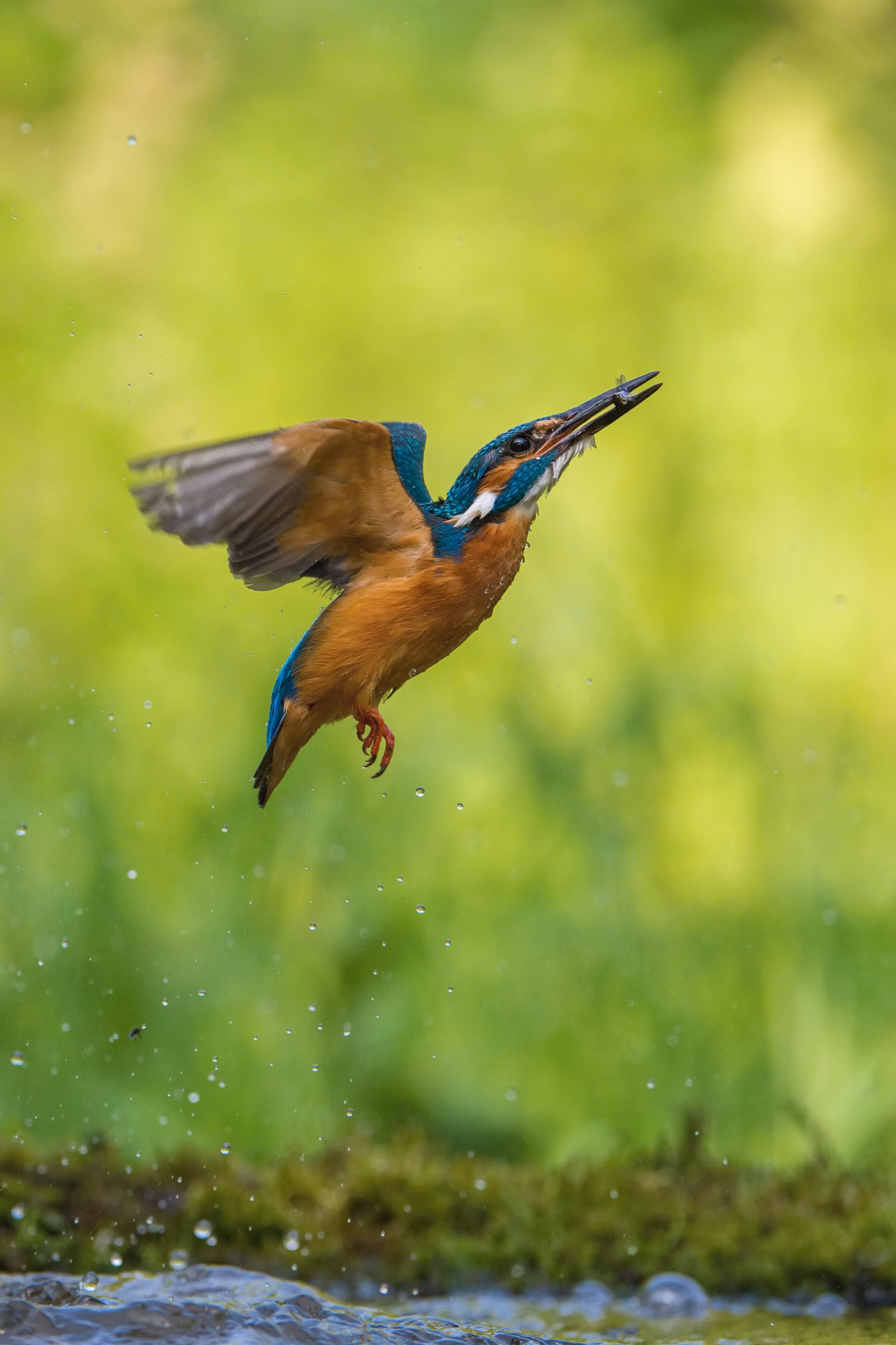 ledňáček říční (Alcedo atthis) Common kingfisher