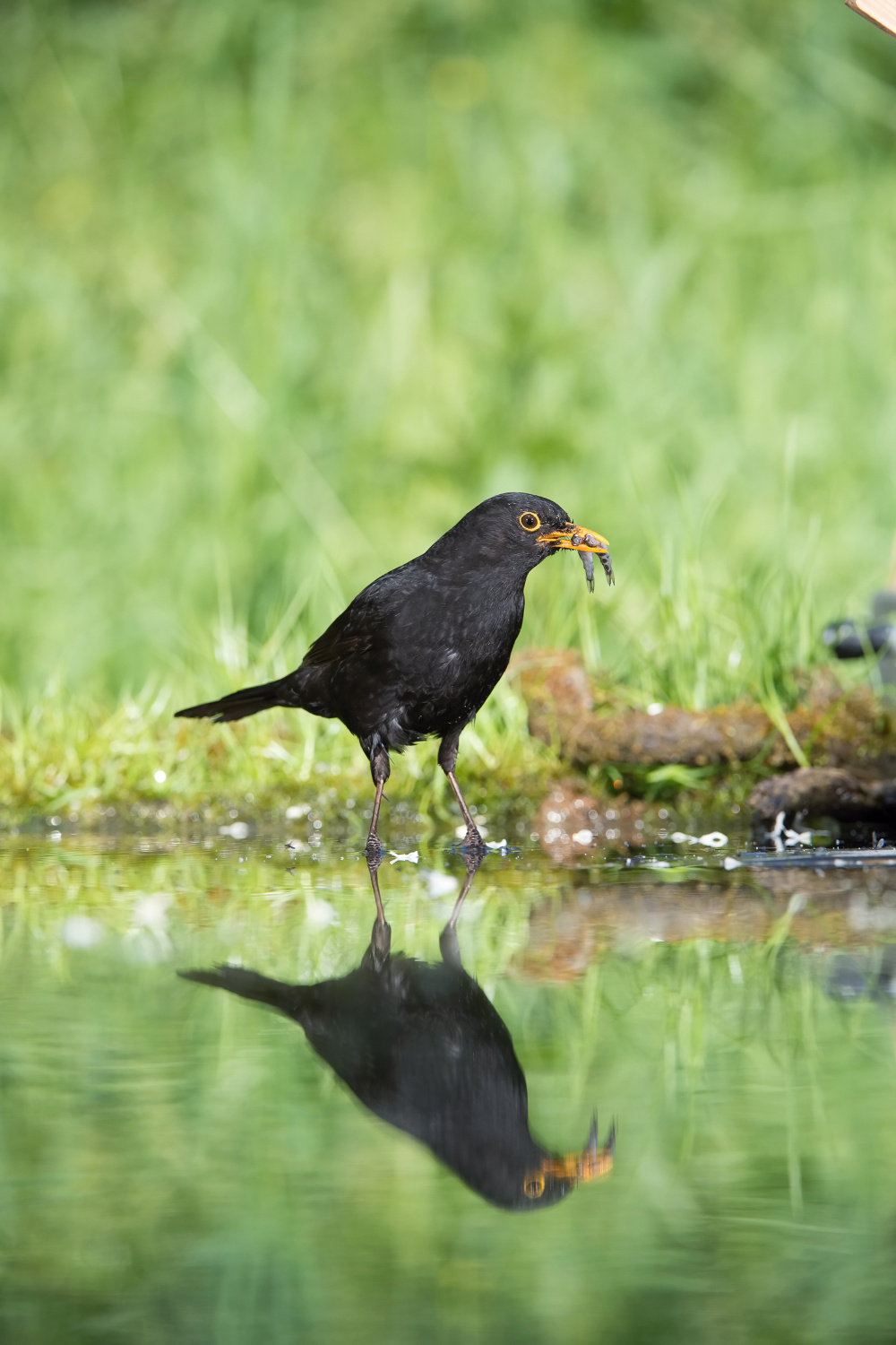 kos černý (Turdus merula) Common blackbird