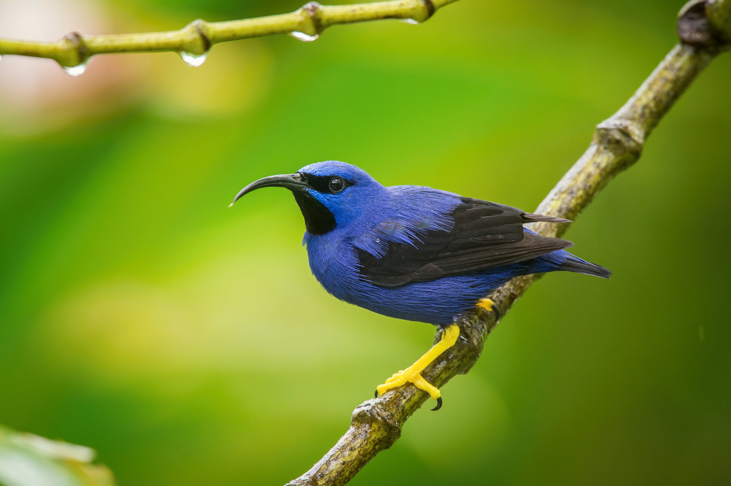 květomil purpurový (Cyanerpes caeruleus) Purple honeycreeper