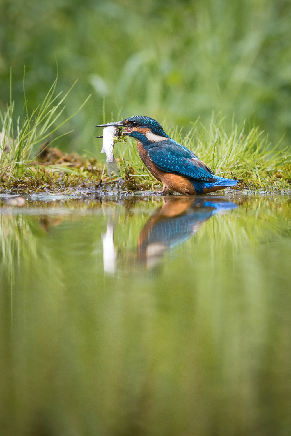 ledňáček říční (Alcedo atthis) Common kingfisher