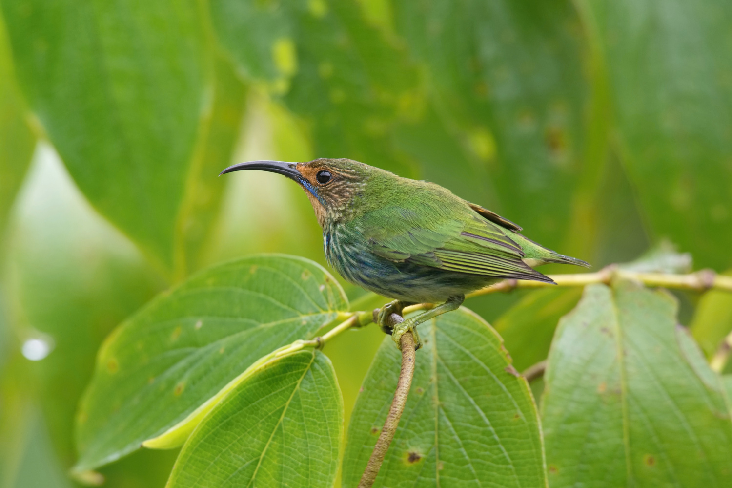 květomil purpurový (Cyanerpes caeruleus) Purple honeycreeper