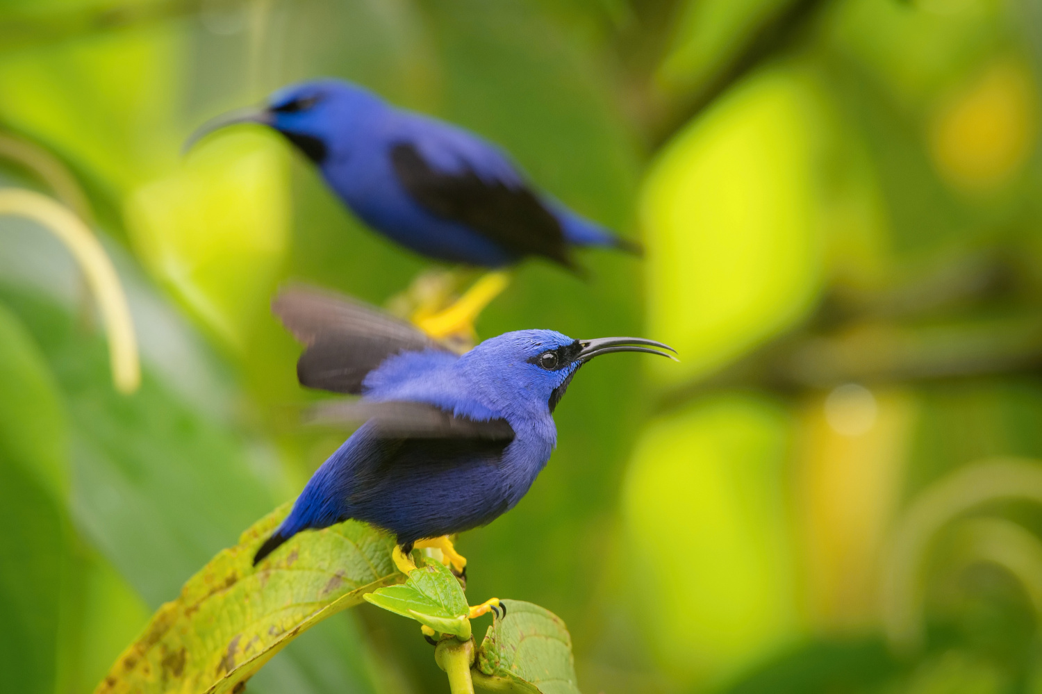 květomil purpurový (Cyanerpes caeruleus) Purple honeycreeper