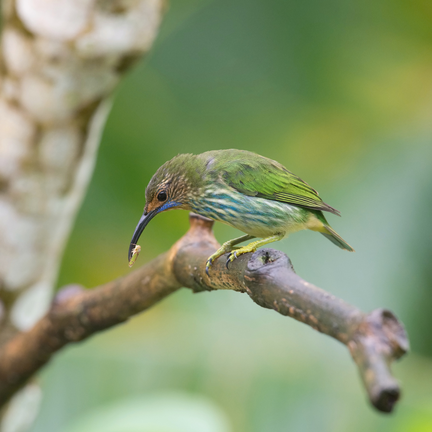 květomil purpurový (Cyanerpes caeruleus) Purple honeycreeper