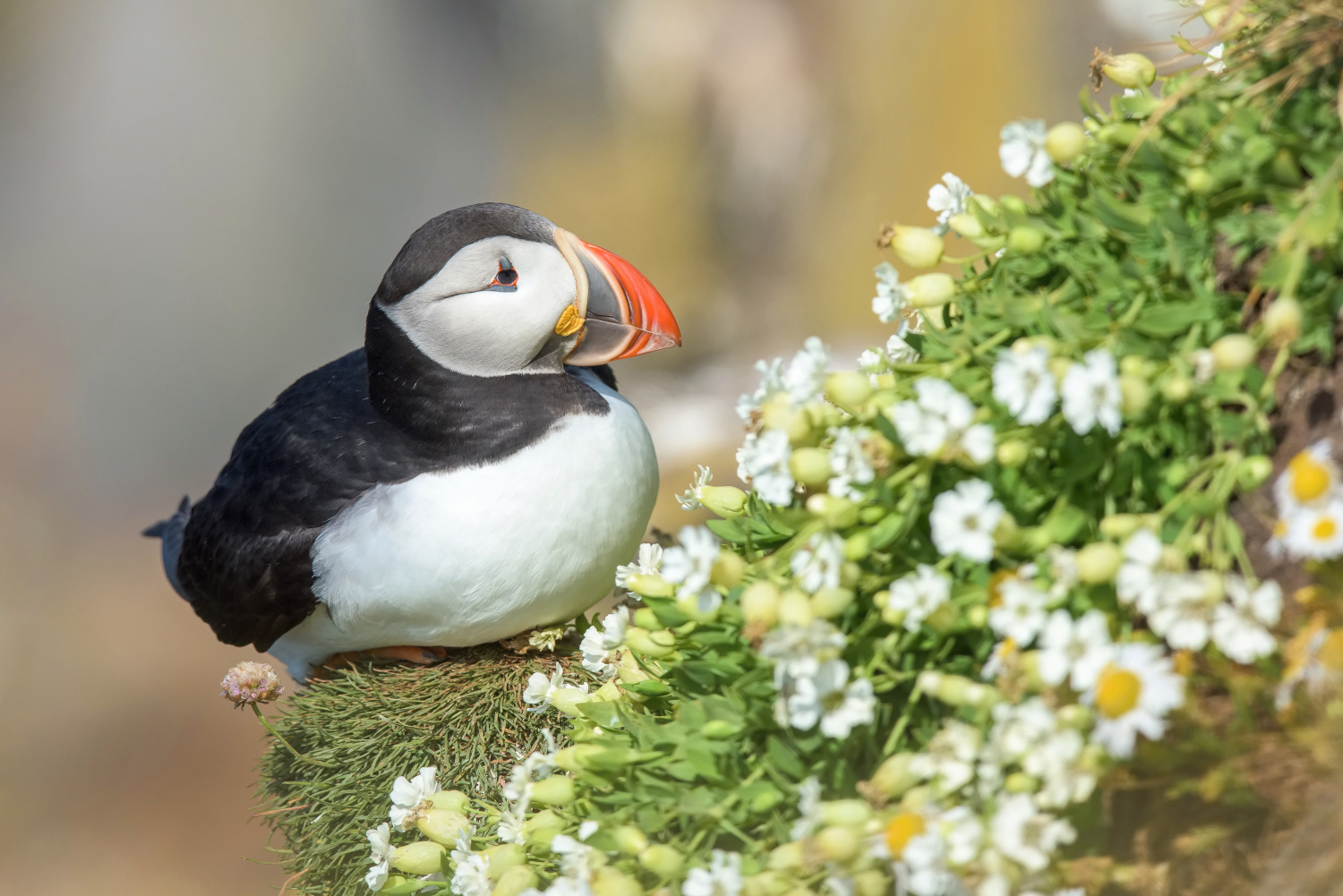 papuchalk bělobradý ploskozobý (Fratercula arctica) Atlantic puffin