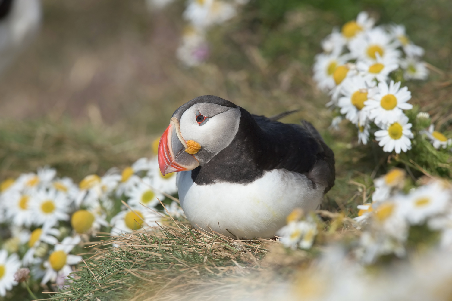 papuchalk bělobradý ploskozobý (Fratercula arctica) Atlantic puffin