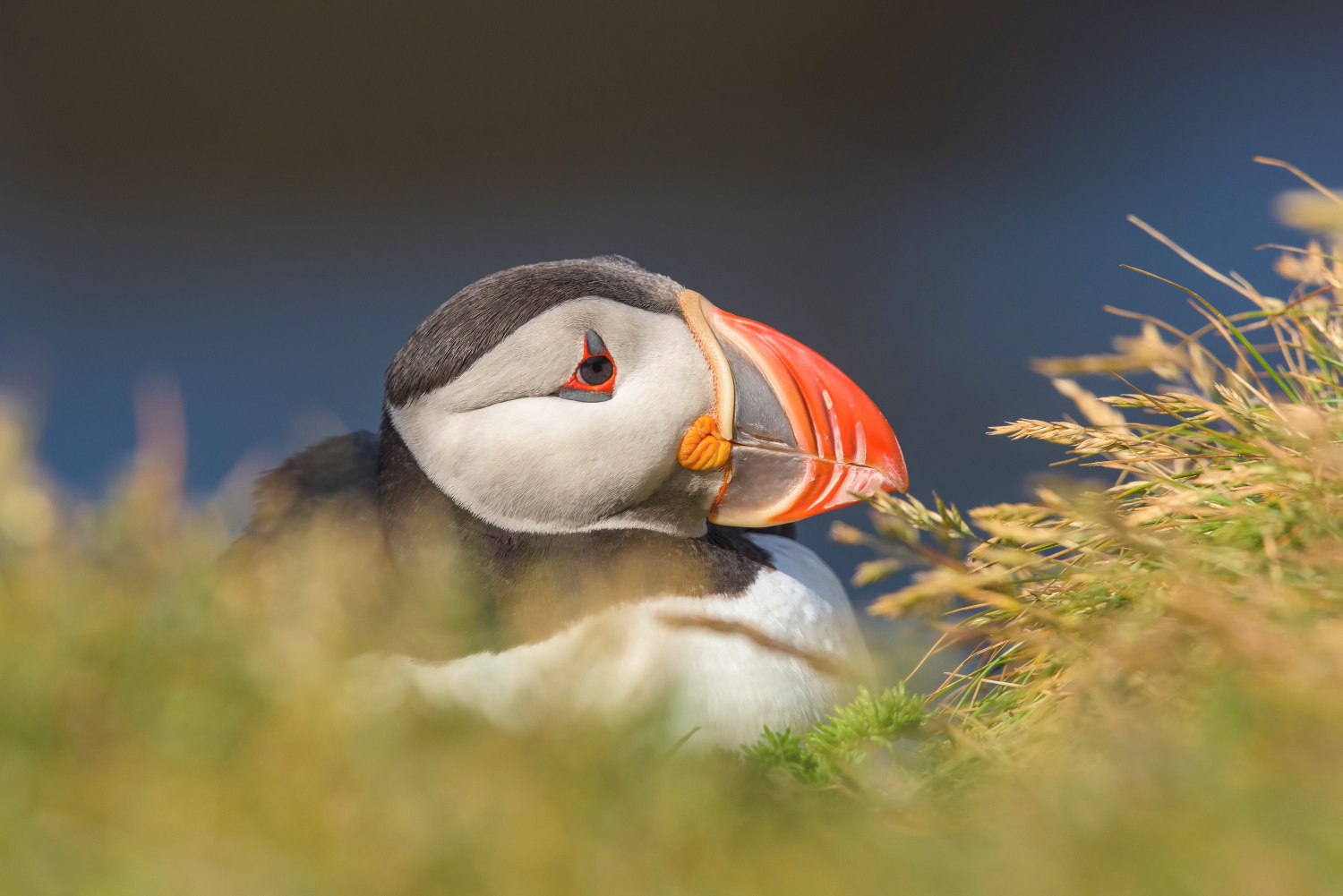 papuchalk bělobradý ploskozobý (Fratercula arctica) Atlantic puffin