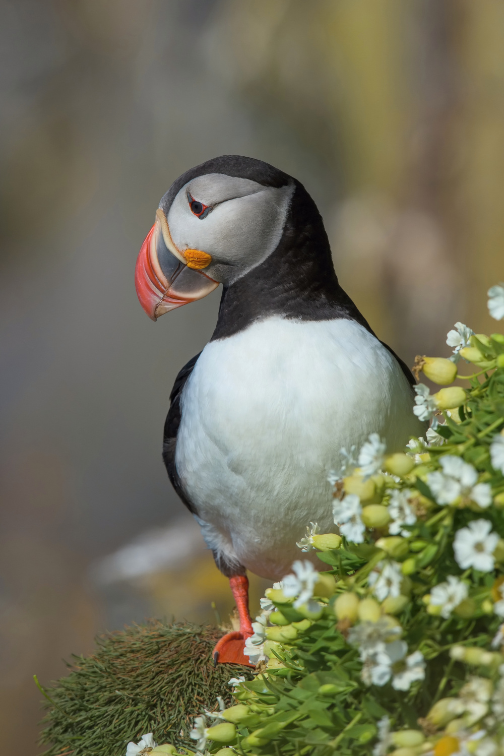 papuchalk bělobradý ploskozobý (Fratercula arctica) Atlantic puffin