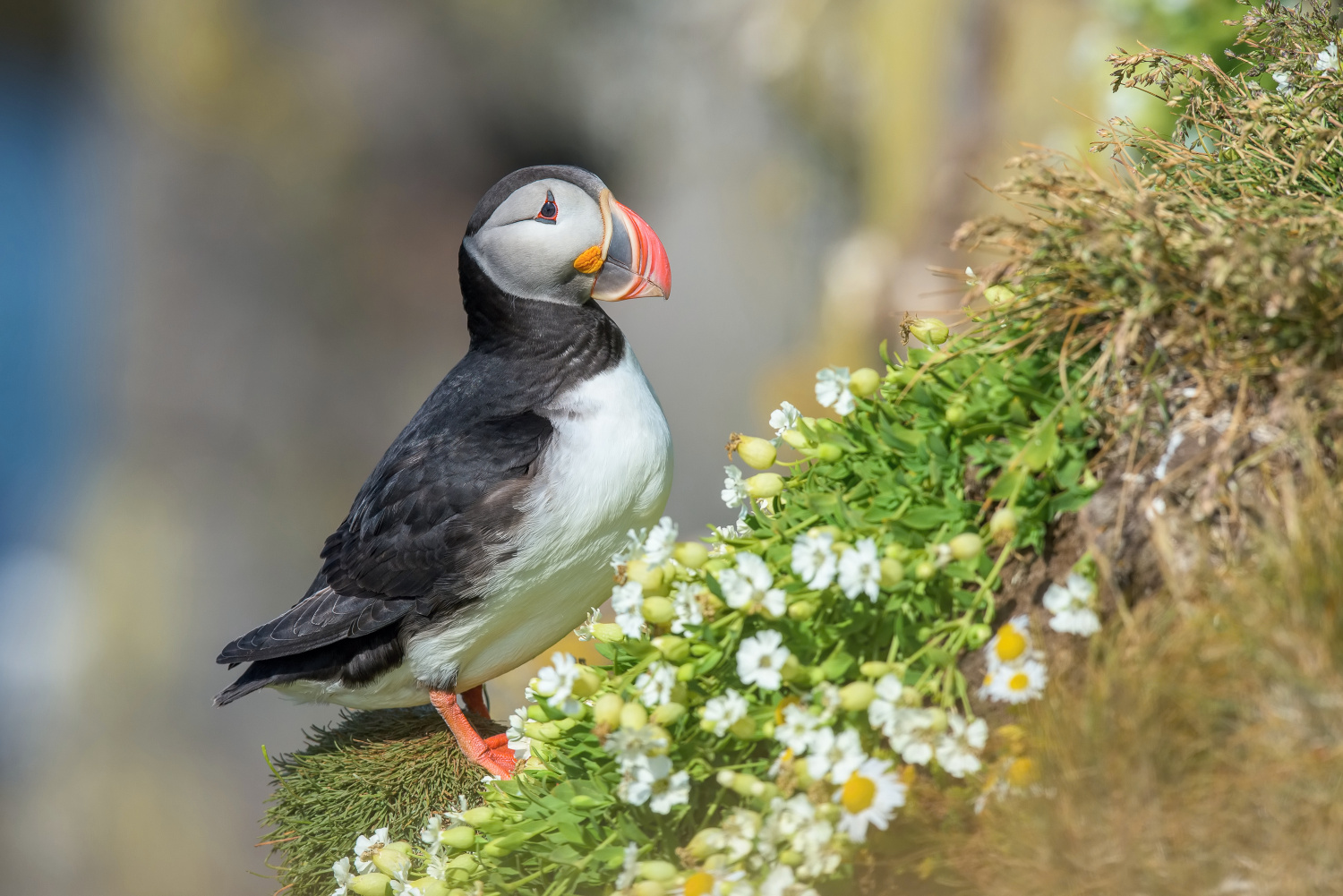 papuchalk bělobradý ploskozobý (Fratercula arctica) Atlantic puffin