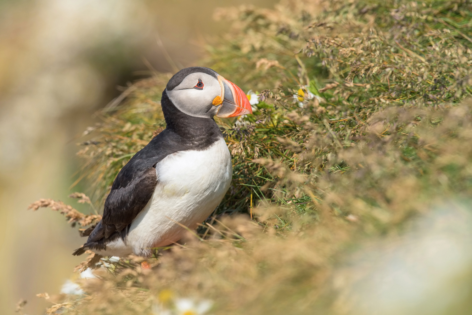 papuchalk bělobradý ploskozobý (Fratercula arctica) Atlantic puffin