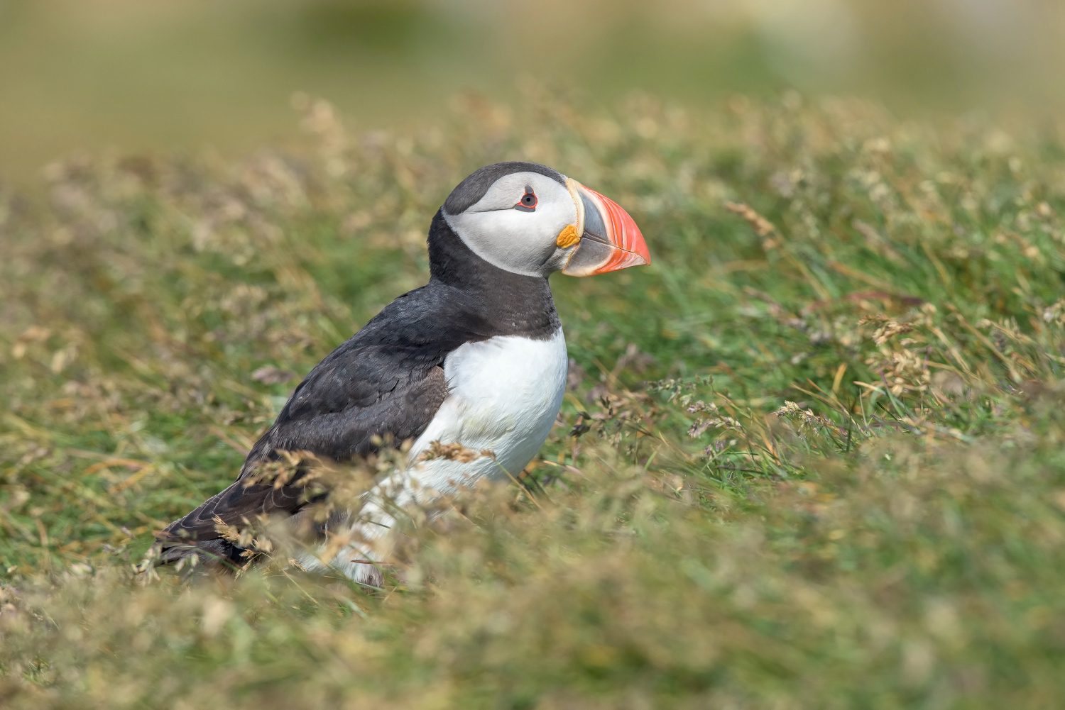 papuchalk bělobradý ploskozobý (Fratercula arctica) Atlantic puffin