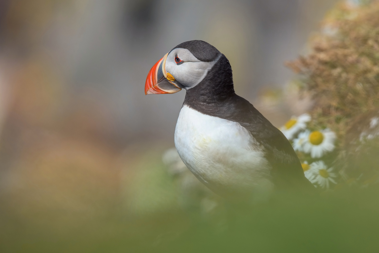 papuchalk bělobradý ploskozobý (Fratercula arctica) Atlantic puffin