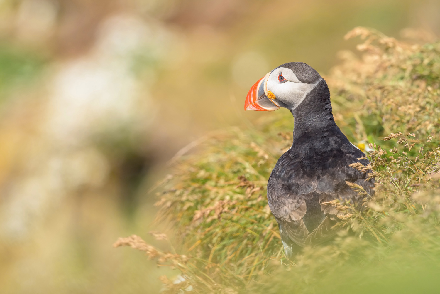 papuchalk bělobradý ploskozobý (Fratercula arctica) Atlantic puffin