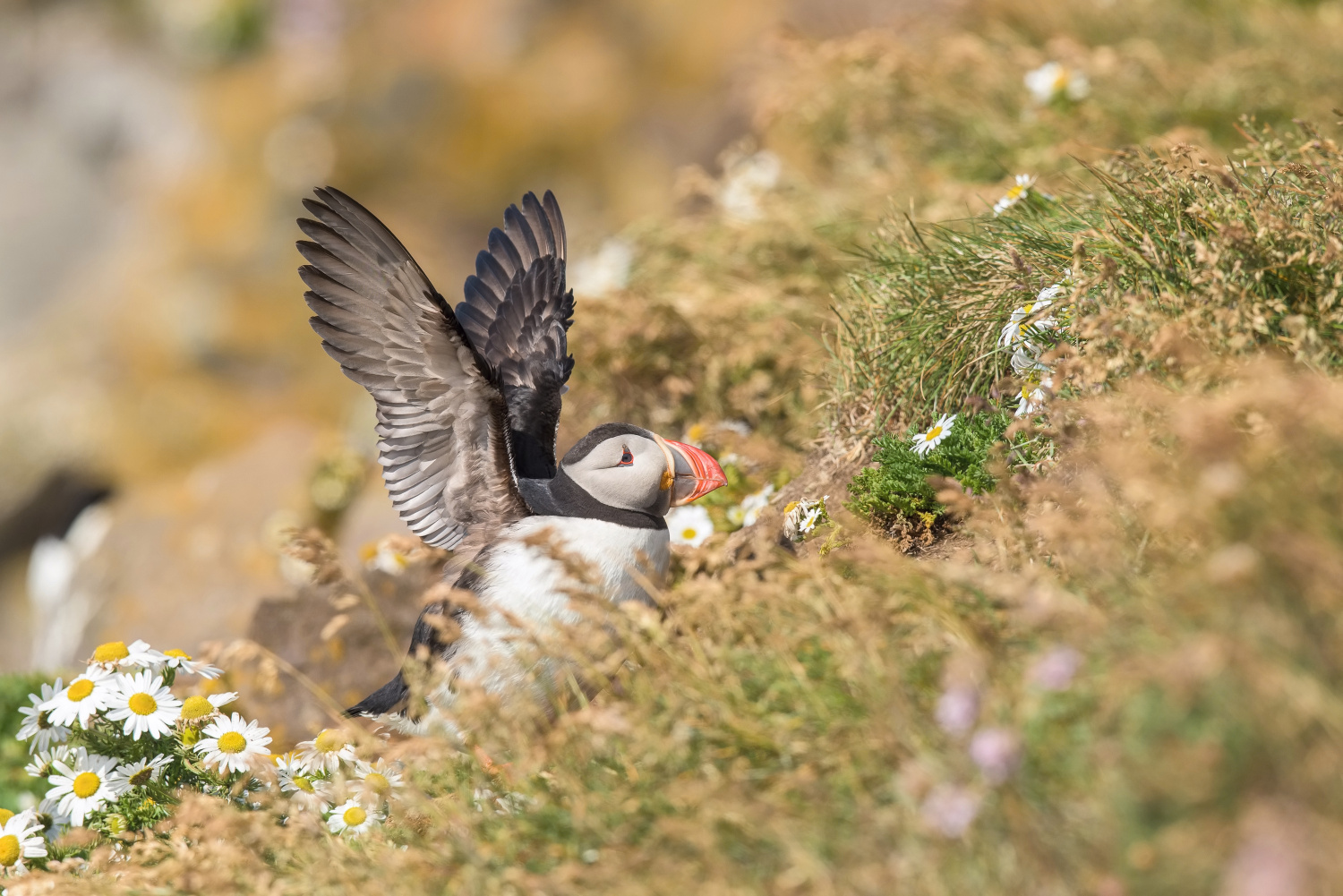 papuchalk bělobradý ploskozobý (Fratercula arctica) Atlantic puffin