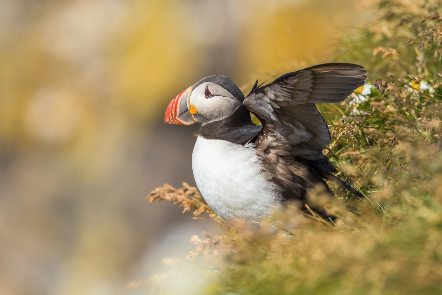 papuchalk bělobradý ploskozobý (Fratercula arctica) Atlantic puffin