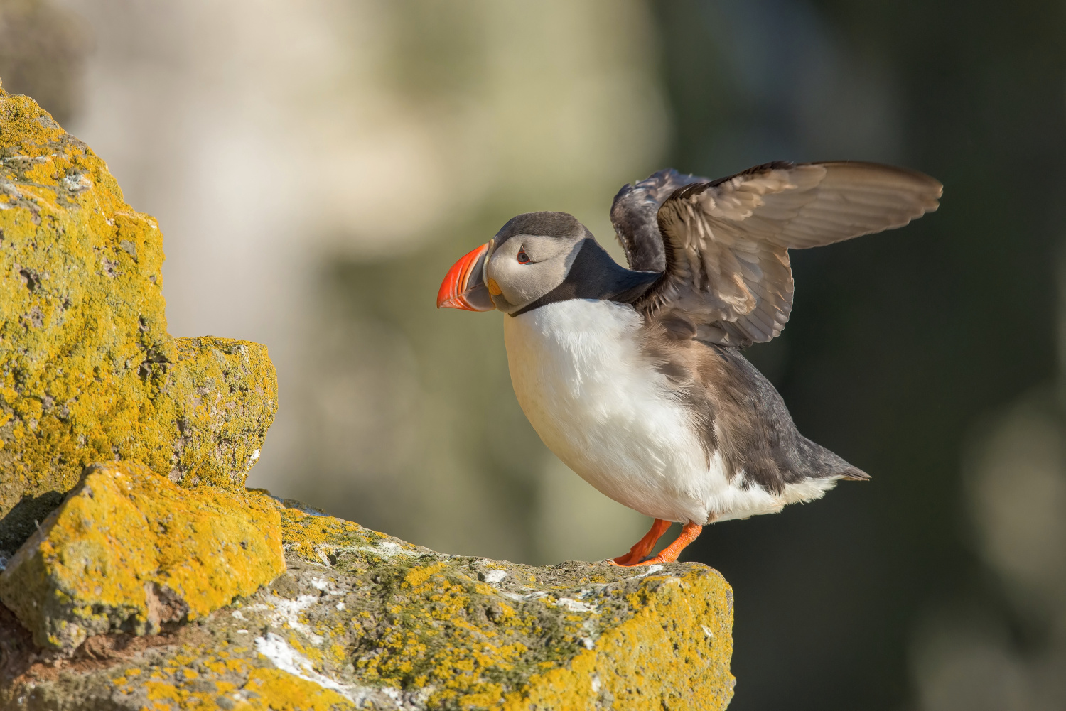 papuchalk bělobradý ploskozobý (Fratercula arctica) Atlantic puffin