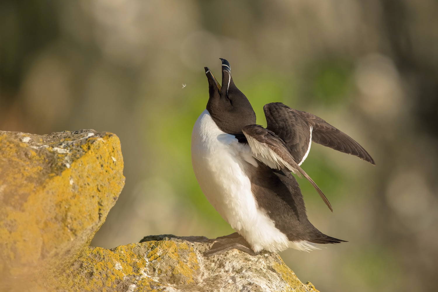 alka malá (Alca torda) Razorbill