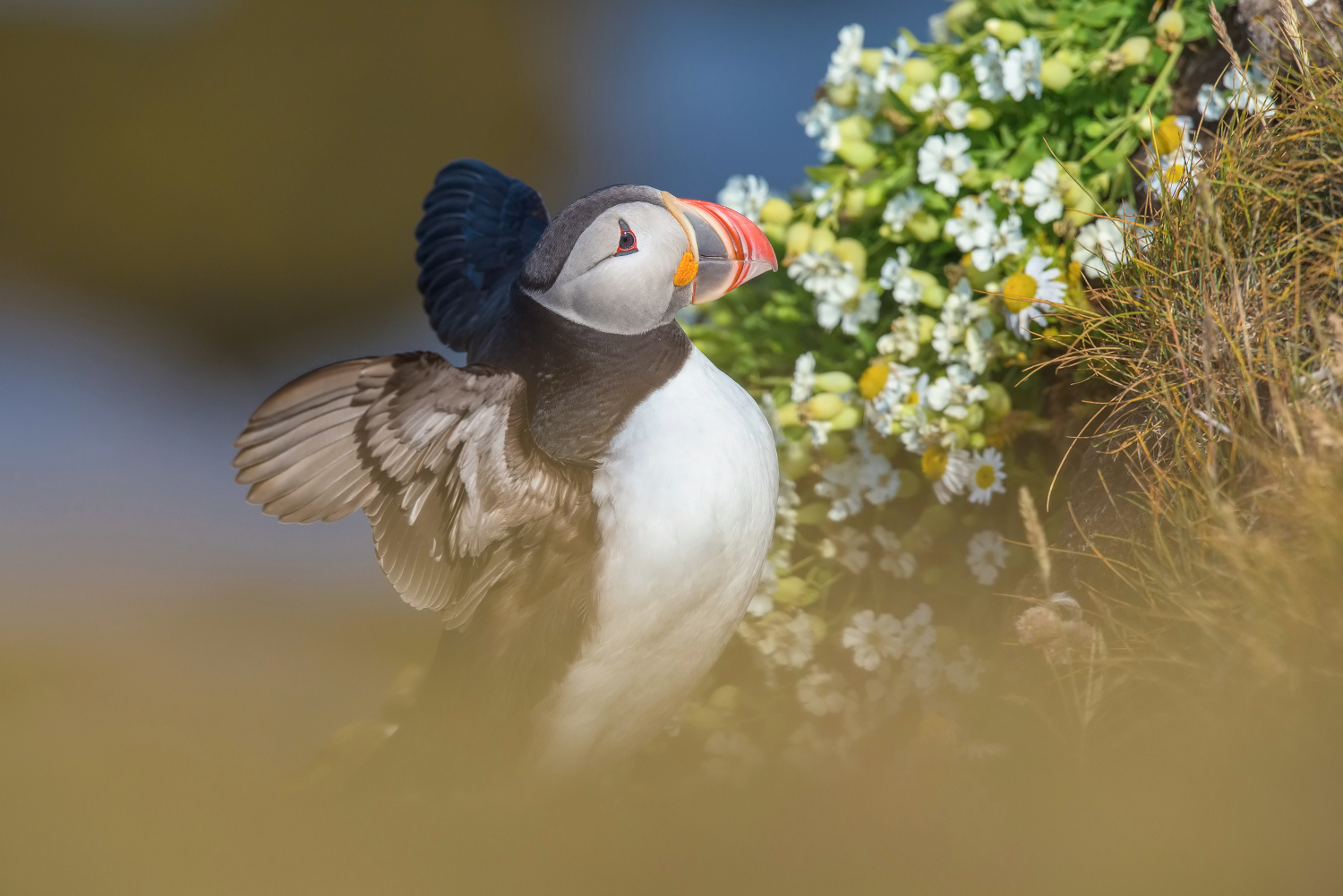 papuchalk bělobradý ploskozobý (Fratercula arctica) Atlantic puffin