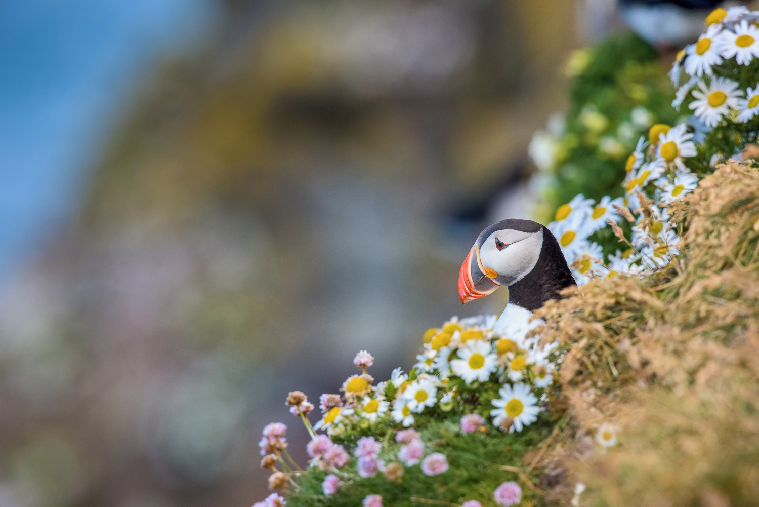 papuchalk bělobradý ploskozobý (Fratercula arctica) Atlantic puffin