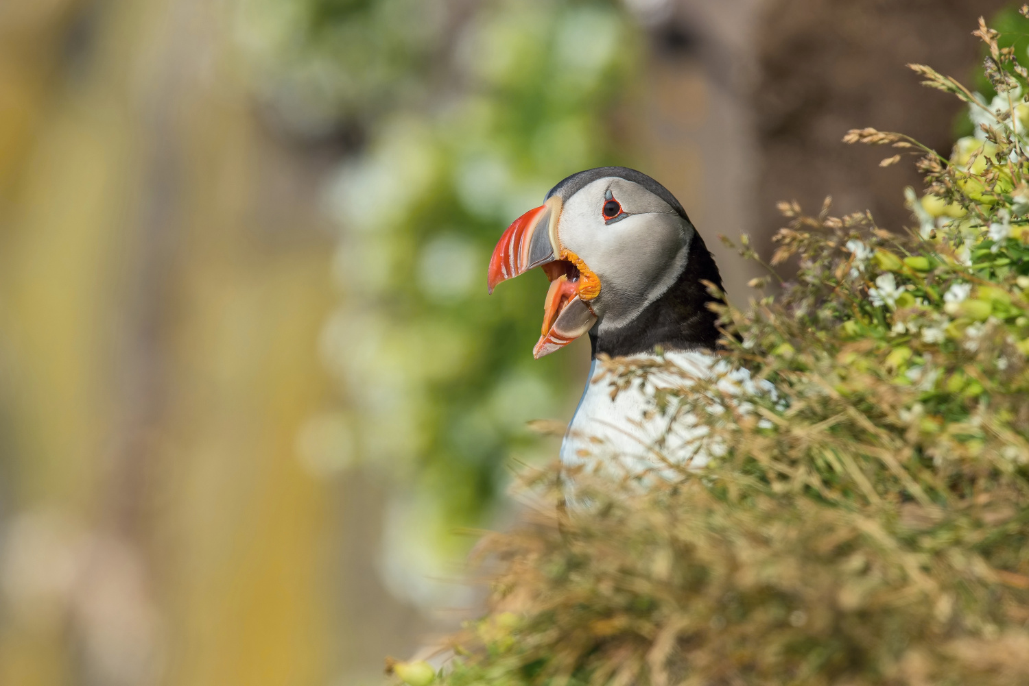 papuchalk bělobradý ploskozobý (Fratercula arctica) Atlantic puffin