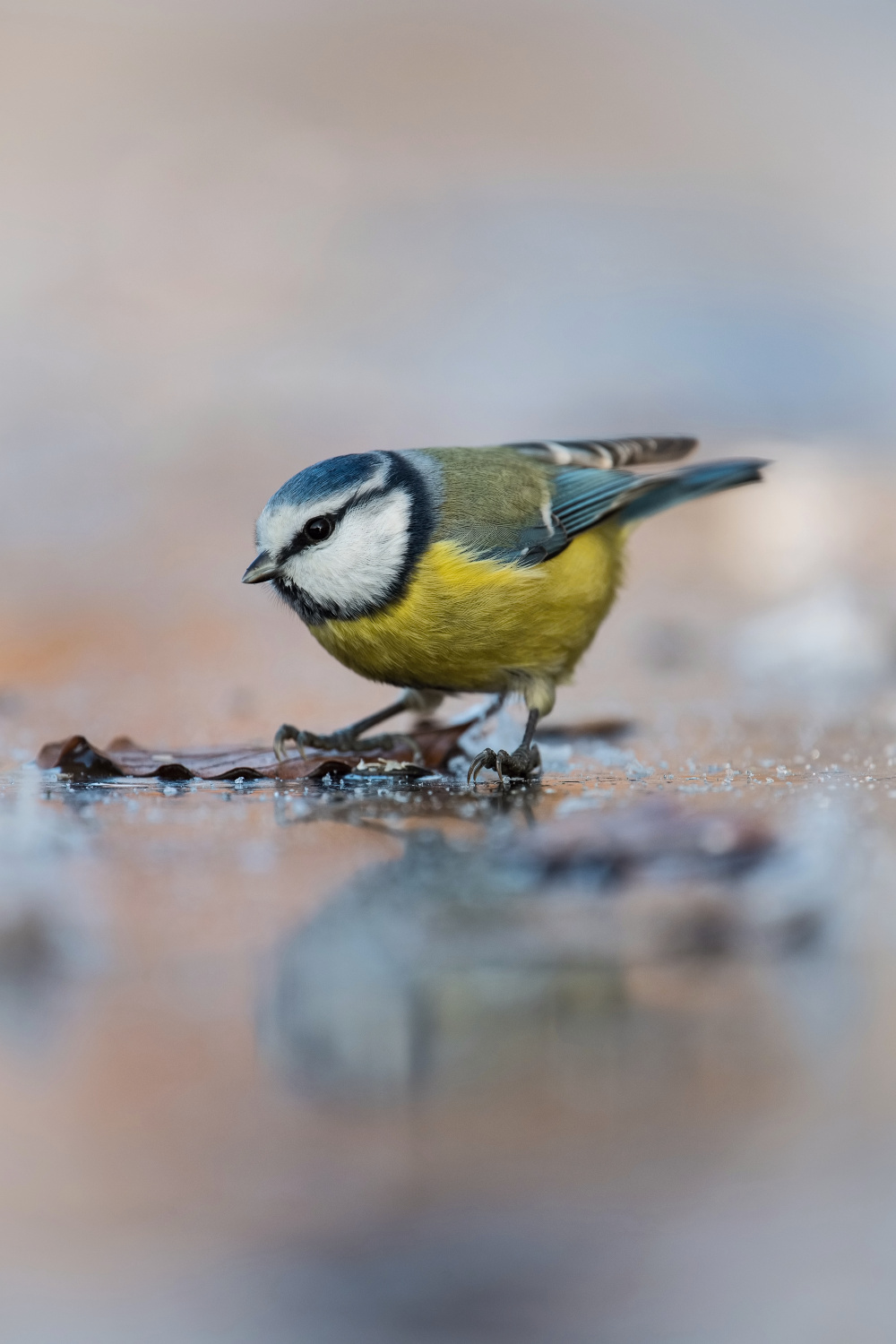 sýkora modřinka (Parus caeruleus) Eurasian blue tit