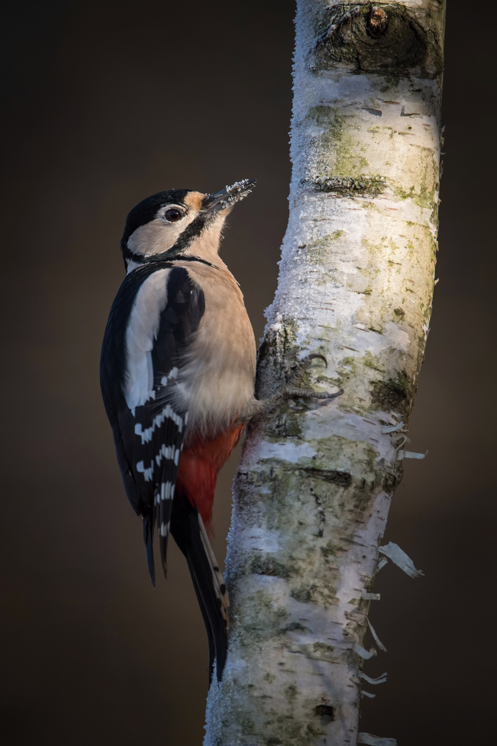 strakapoud velký (Dendrocopos major) Great spotted woodpecker