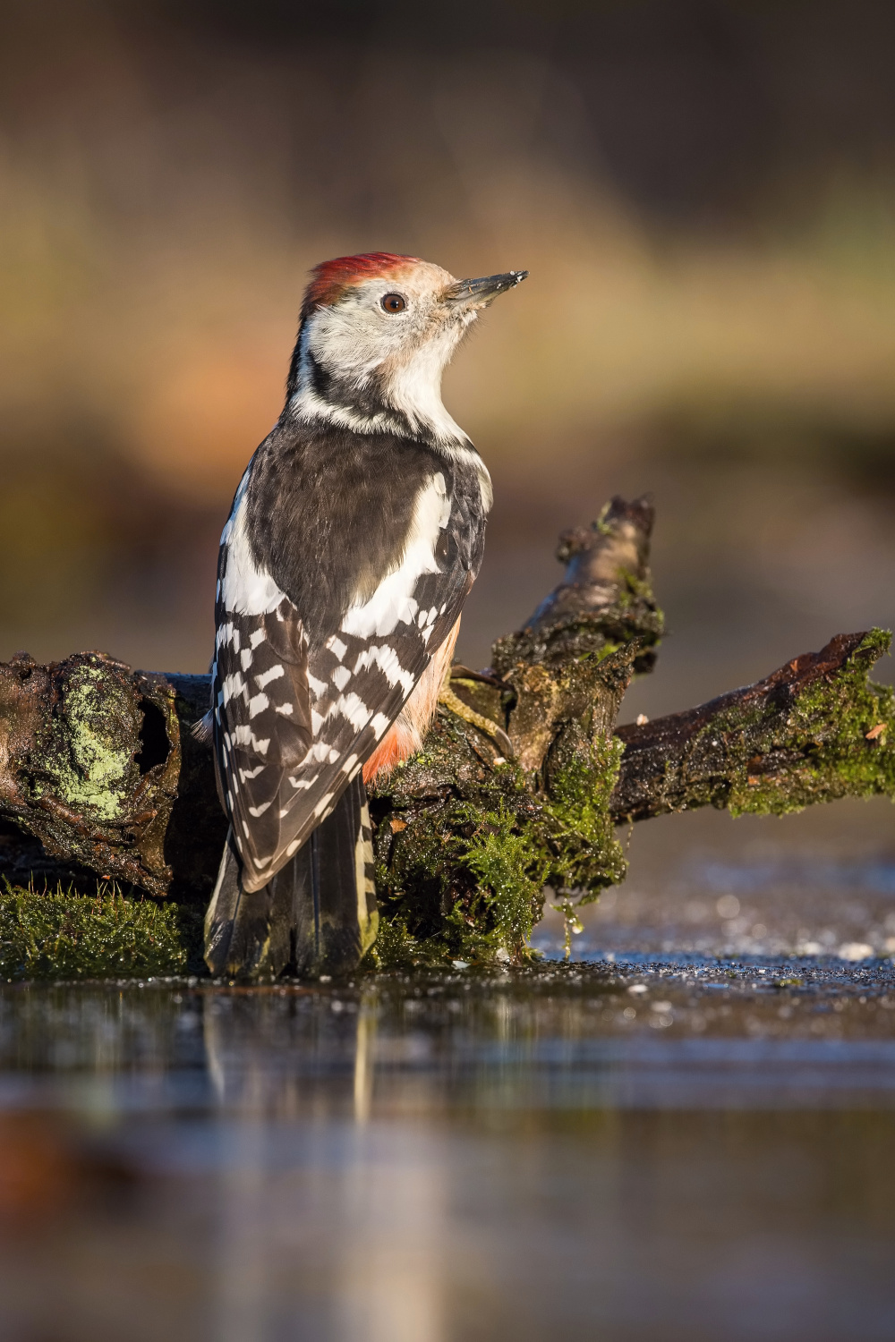 strakapoud prostřední (Dendrocopos medius) Middle spotted woodpecker