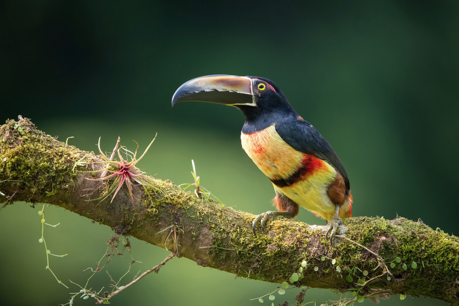 arassari pestrý (Pteroglossus erythropygius) Pale-mandibled aracari