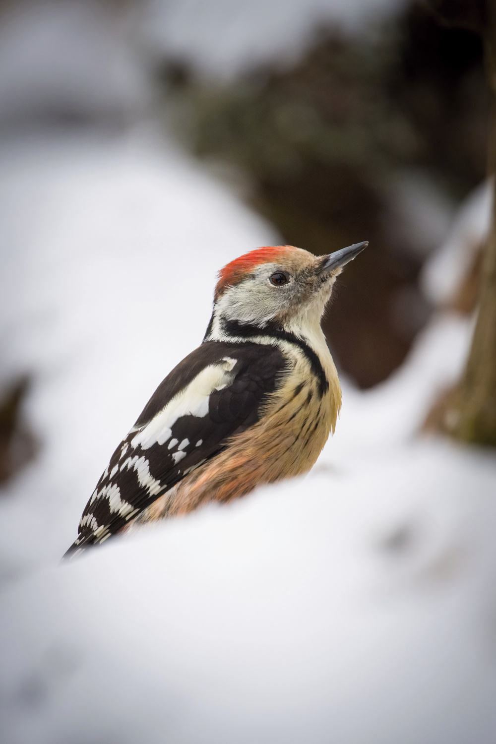 strakapoud prostřední (Dendrocopos medius) Middle spotted woodpecker