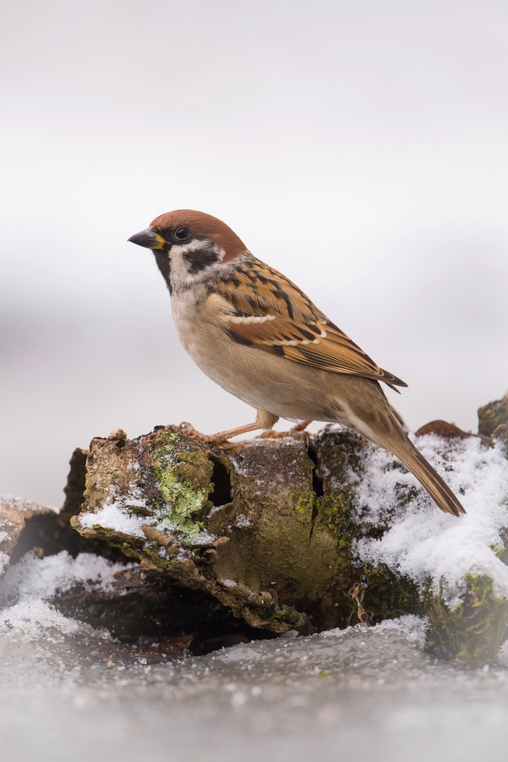 vrabec polní (Passer montanus) Eurasian tree sparrow