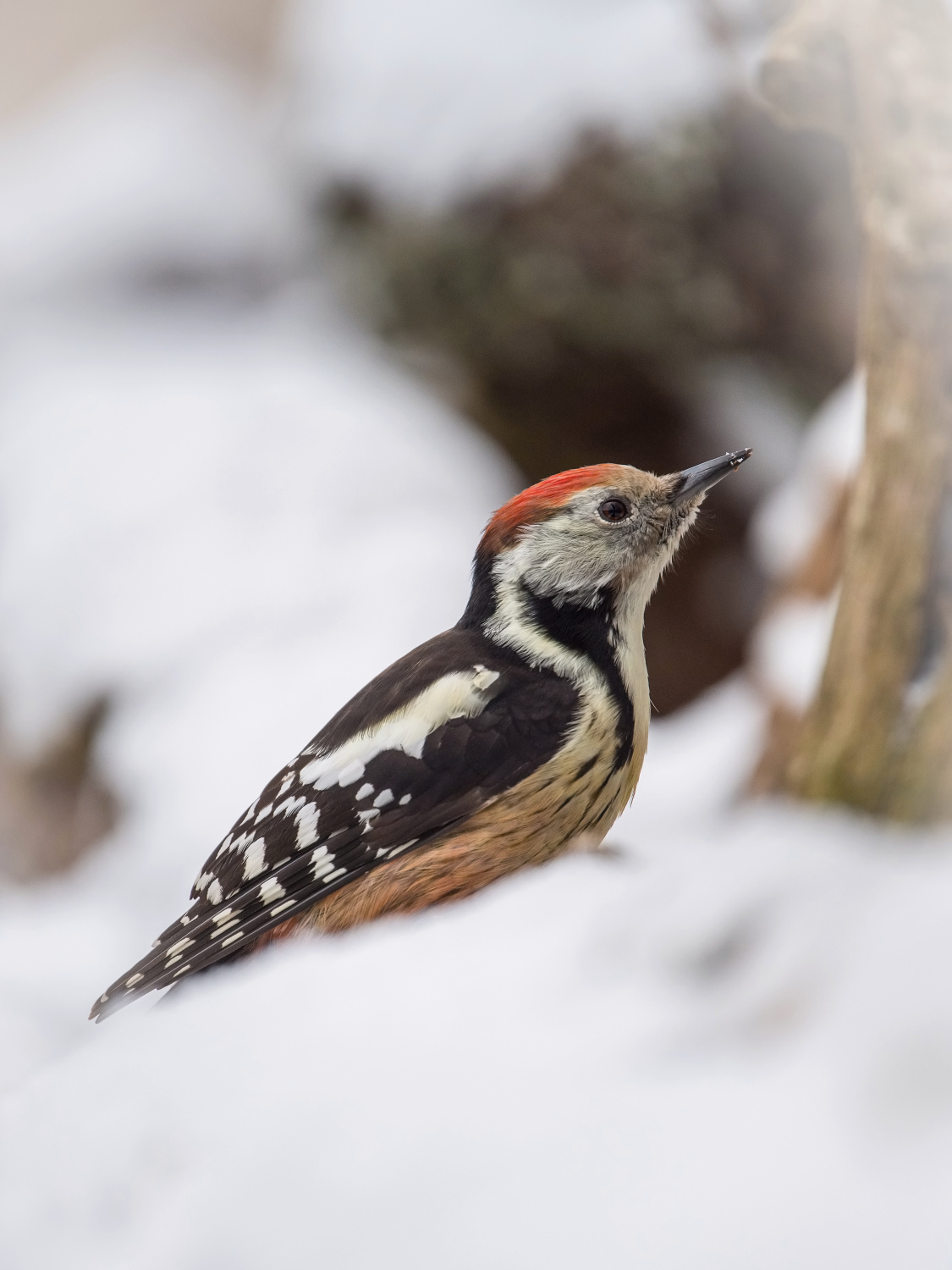 strakapoud prostřední (Dendrocopos medius) Middle spotted woodpecker