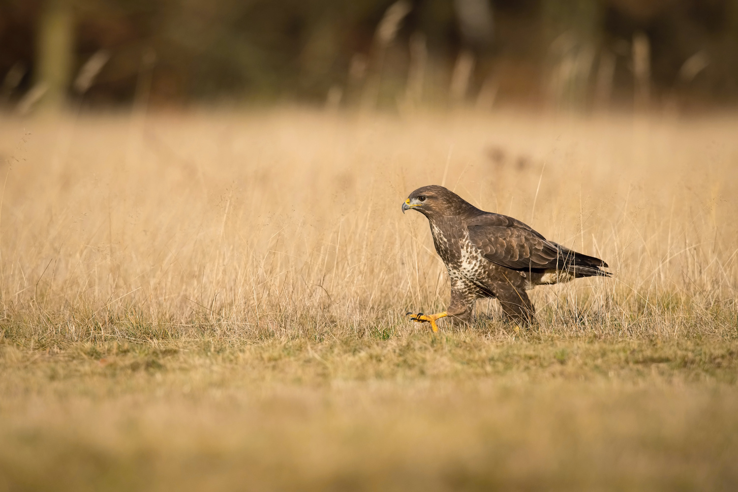 káně lesní (Buteo buteo) Common buzzard