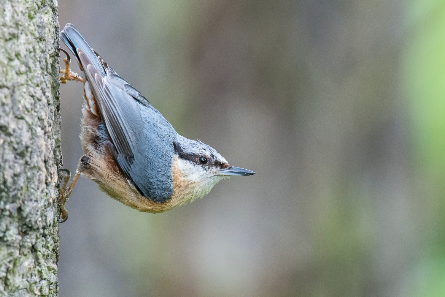 brhlík lesní (Sitta europaea) Eurasian nuthatch