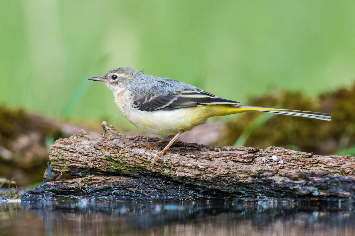 konipas horský (Motacilla cinerea) Grey wagtail