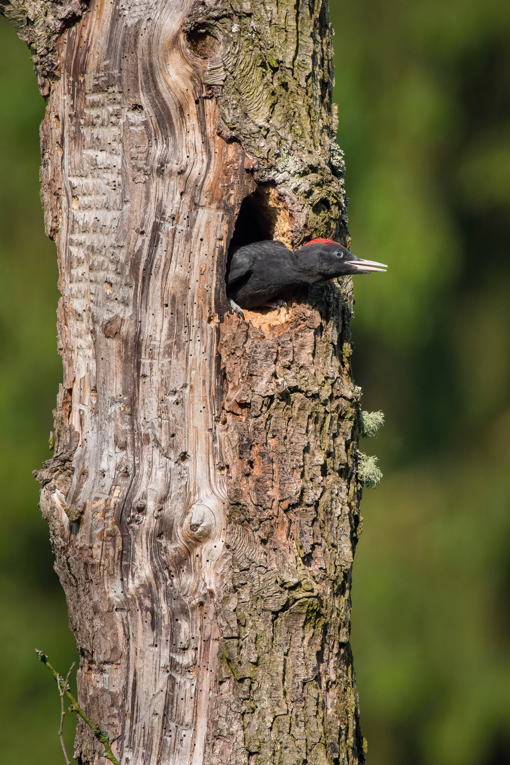 datel černý (Dryocopus martius) Black woodpecker