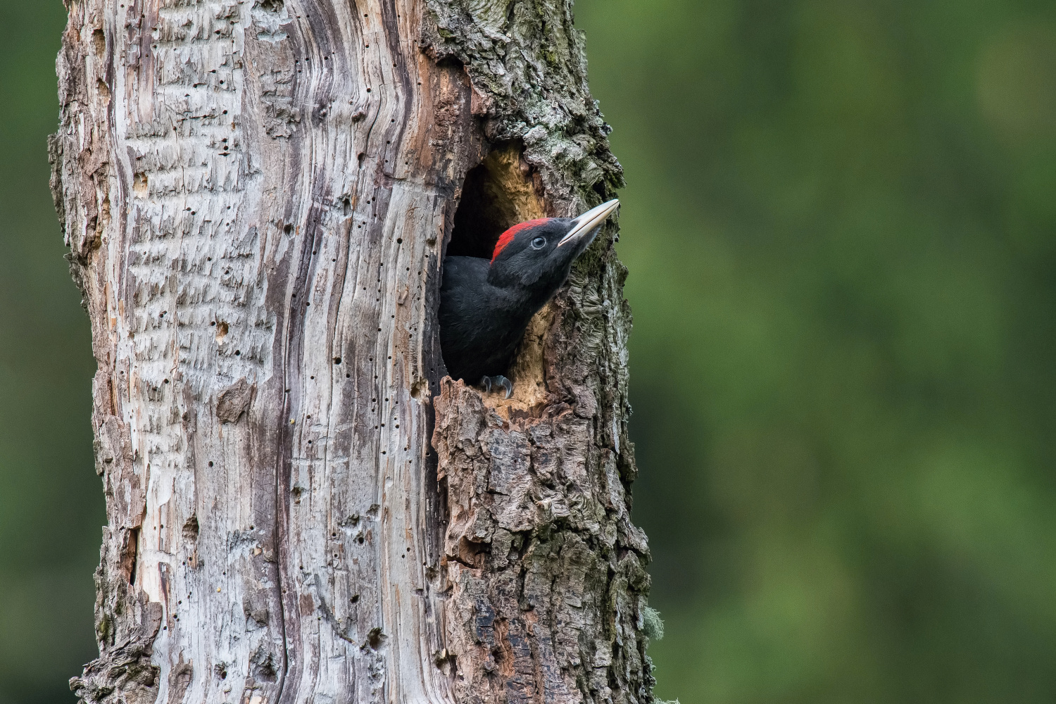 datel černý (Dryocopus martius) Black woodpecker